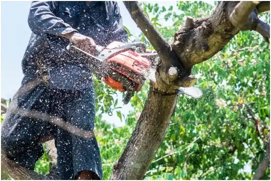 tree services Darien